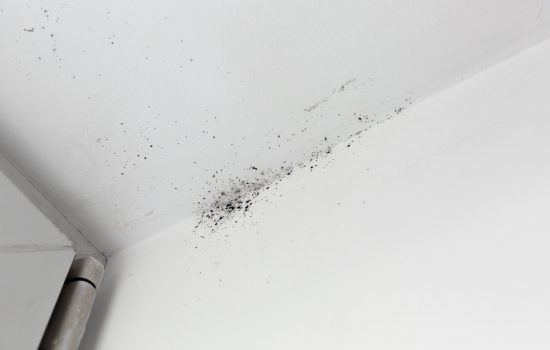5 fapte surprinzatoare despre alergiile la mucegai/igrasie