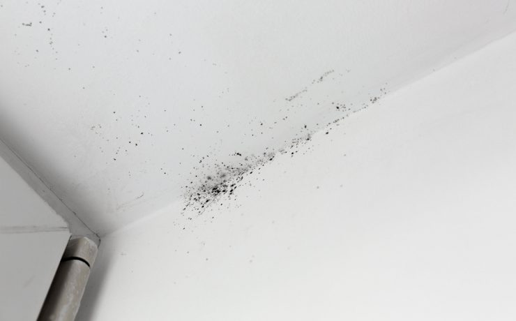 5 fapte surprinzătoare despre alergiile la mucegai și igrasie 6 5 fapte surprinzatoare despre alergiile la mucegai/igrasie