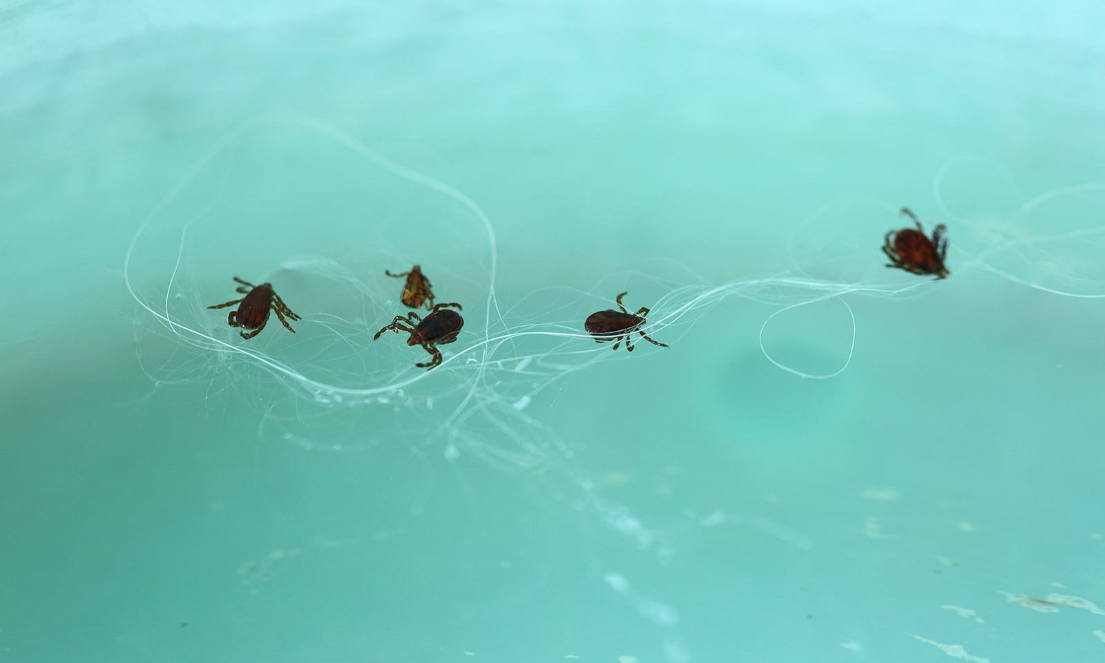 Boala Lyme- metode bioelectromagnetice de diagnostic