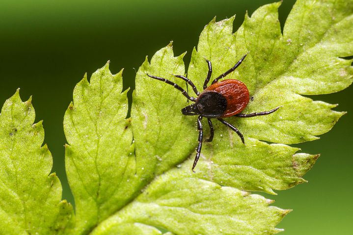 Cum ne protejăm de Babesia 1 Medicina Integrativă - Abordarea Completă a Sănătății Tale Cum ne protejăm