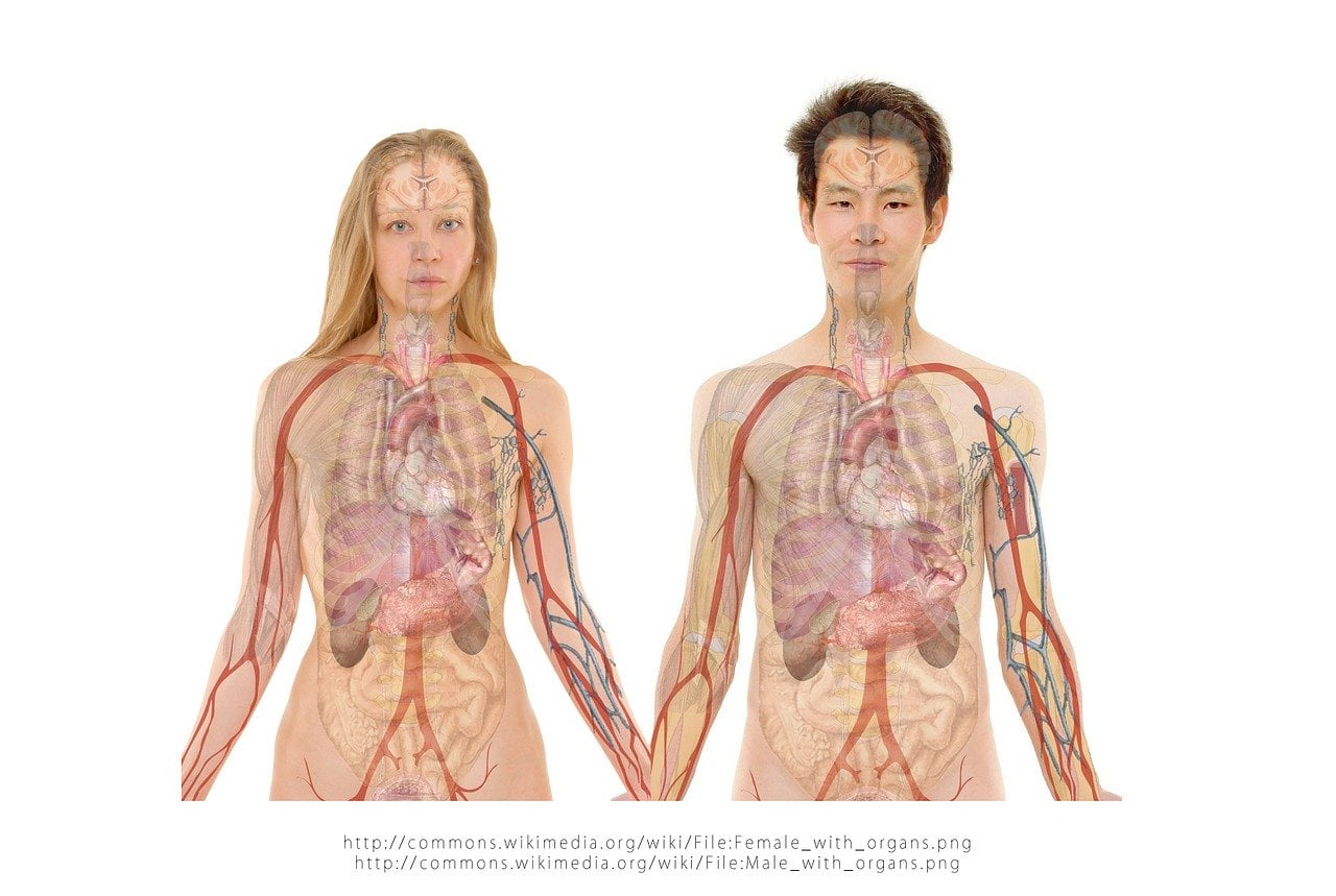 Relația dintre digestie, afecțiunile metabolice și imunitate 1 Relatia dintre digestie, afectiunile metabolice si imunitate