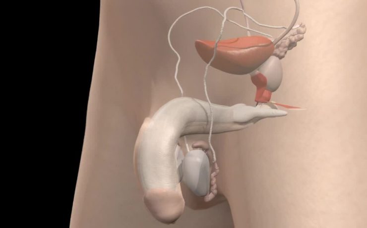 Prostată mărită – Simptome, Cauze și Soluții Naturale pentru Menținerea Sănătății