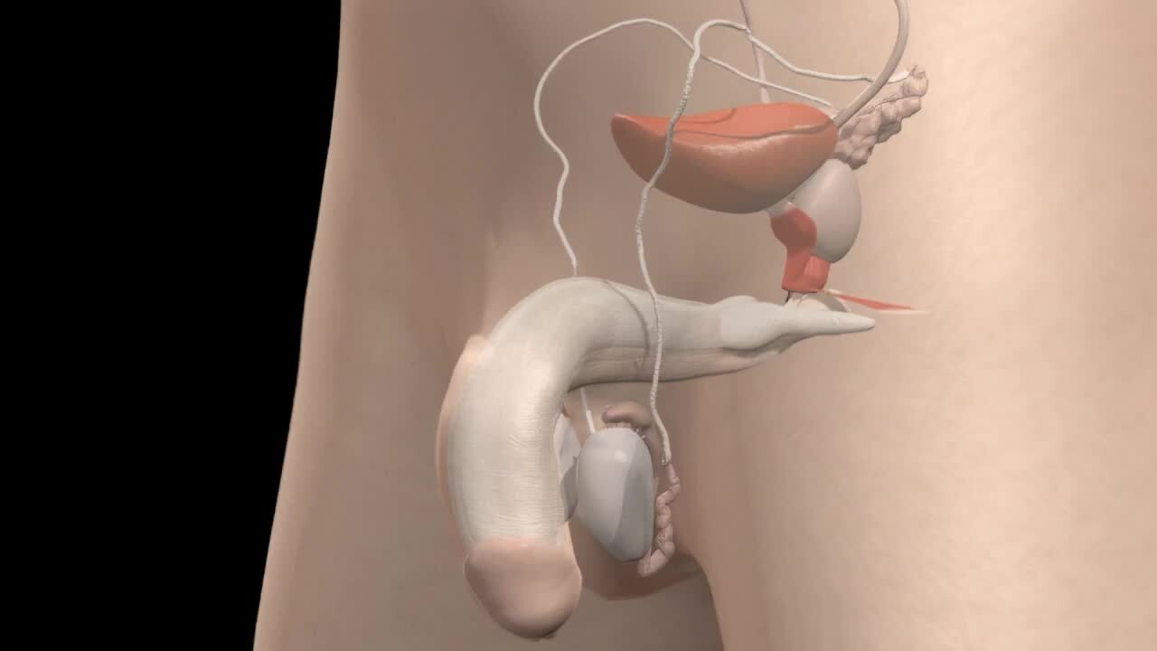 Prostată mărită – Simptome, Cauze și Soluții Naturale pentru Menținerea Sănătății