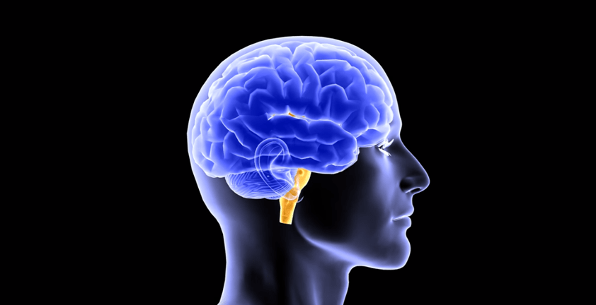 Intestinul: creierul din burtă și scutul tău intern 1 Intestinul: creierul din burtă și scutul tău intern